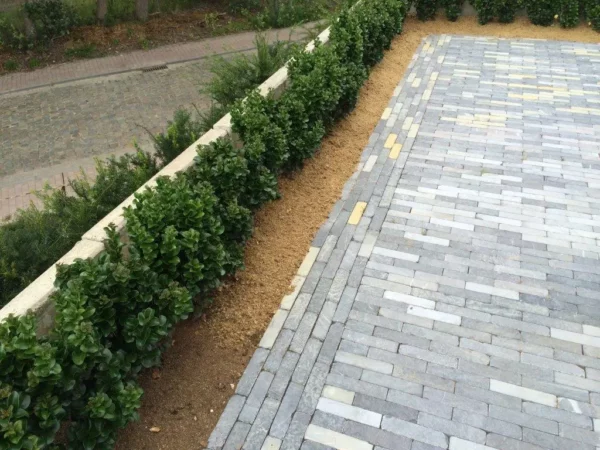 plantimax