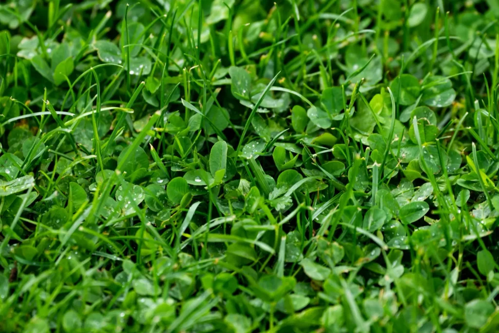 mikrokoniczyna