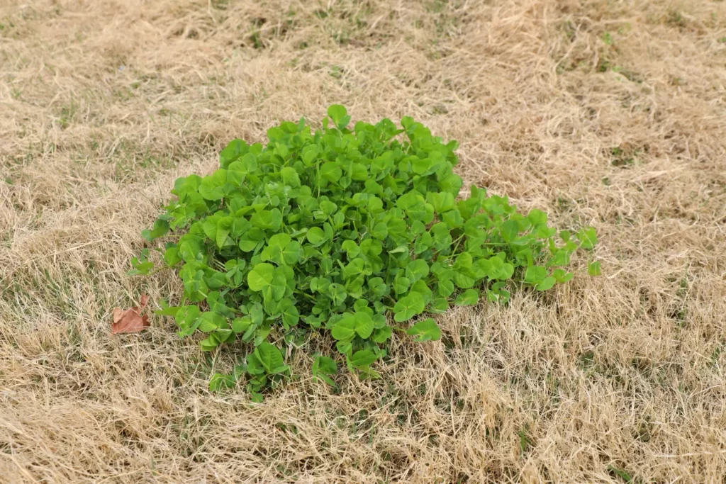 mikrokoniczyna