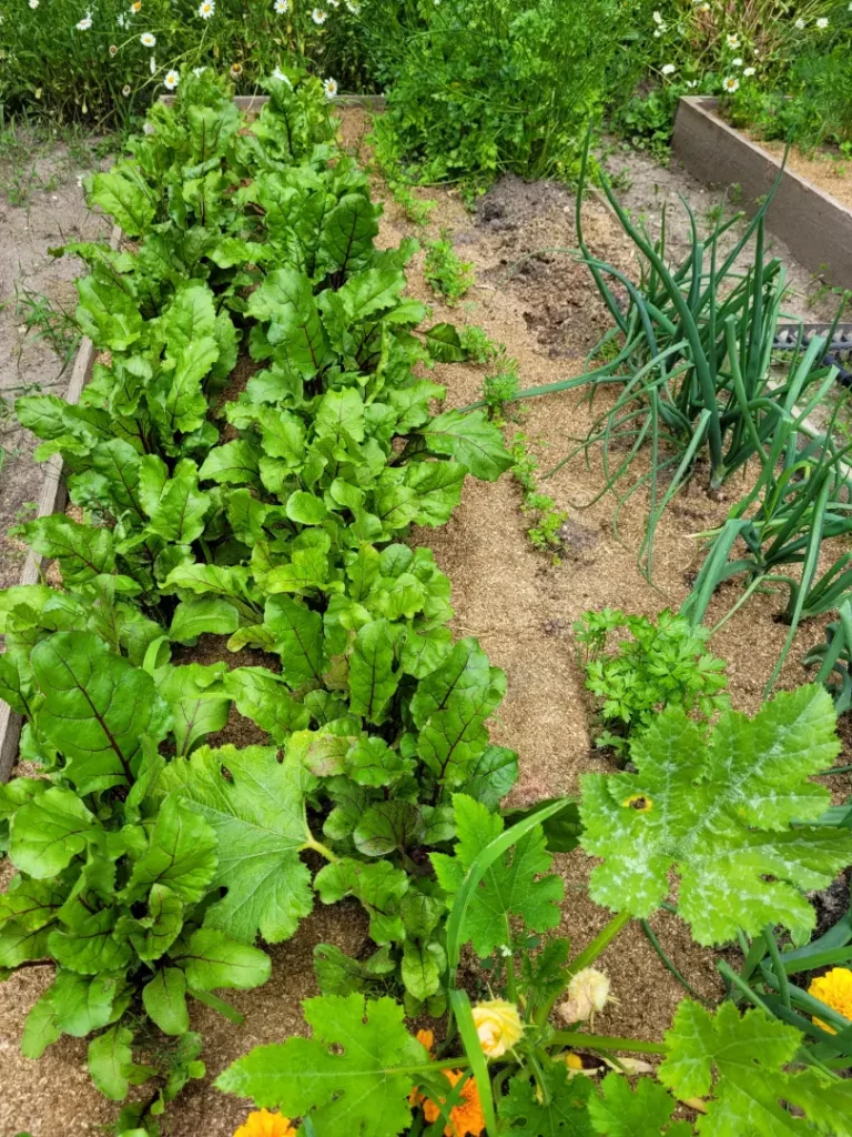 Efekty działania Plantimaxu 28