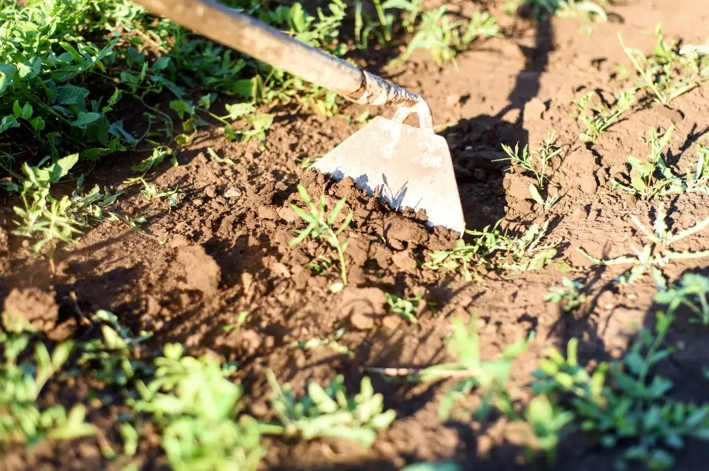 Pielenie chwastów za pomocą motyki