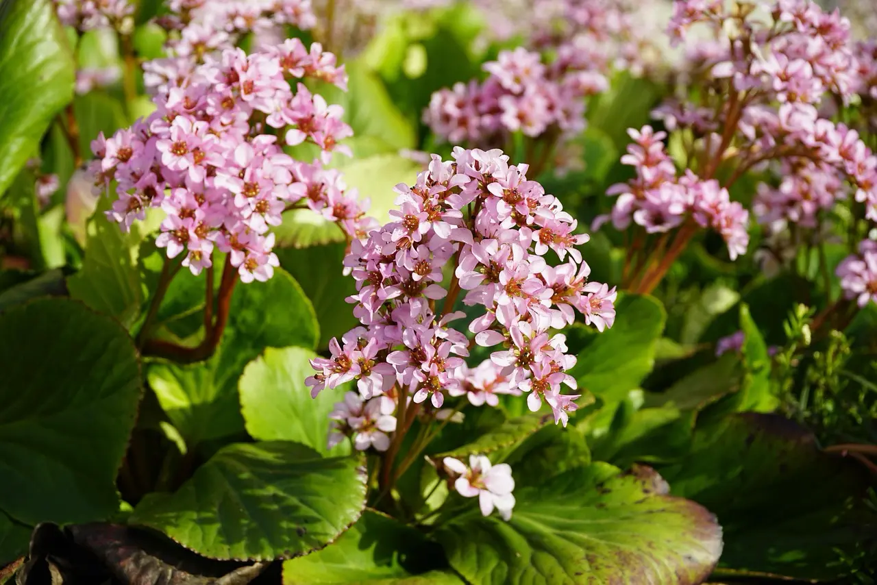 rośliny do półcienia bergenia