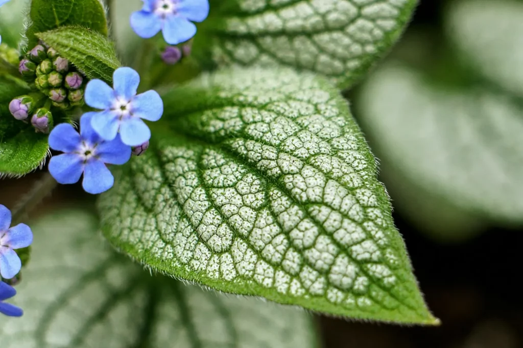 rośliny do półcienia brunnera wielkolistna