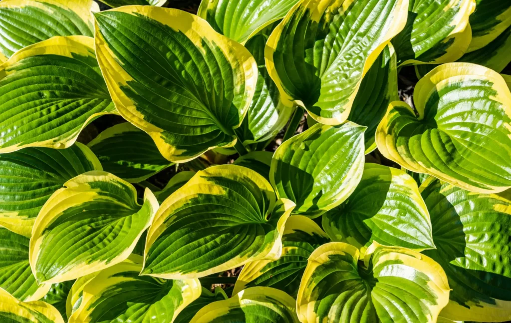rośliny do półcienia hosta funkia