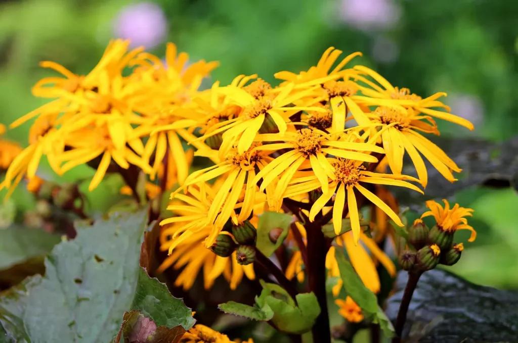 rośliny do półcienia ligularia języczka pomarańczowa