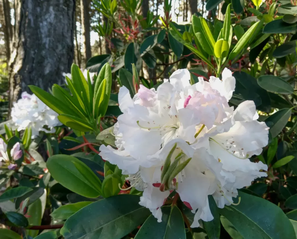 rośliny do półcienia rododendron
