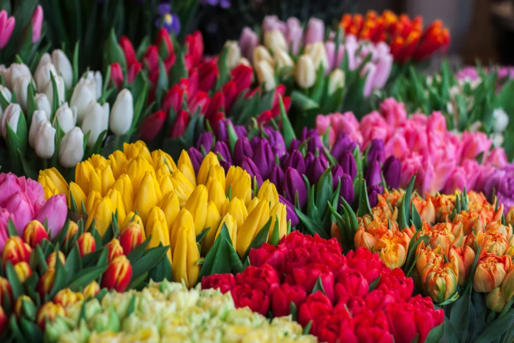 tulipany w ogrodzie