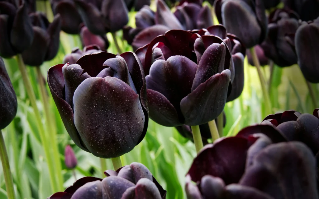 tulipany w ogrodzie