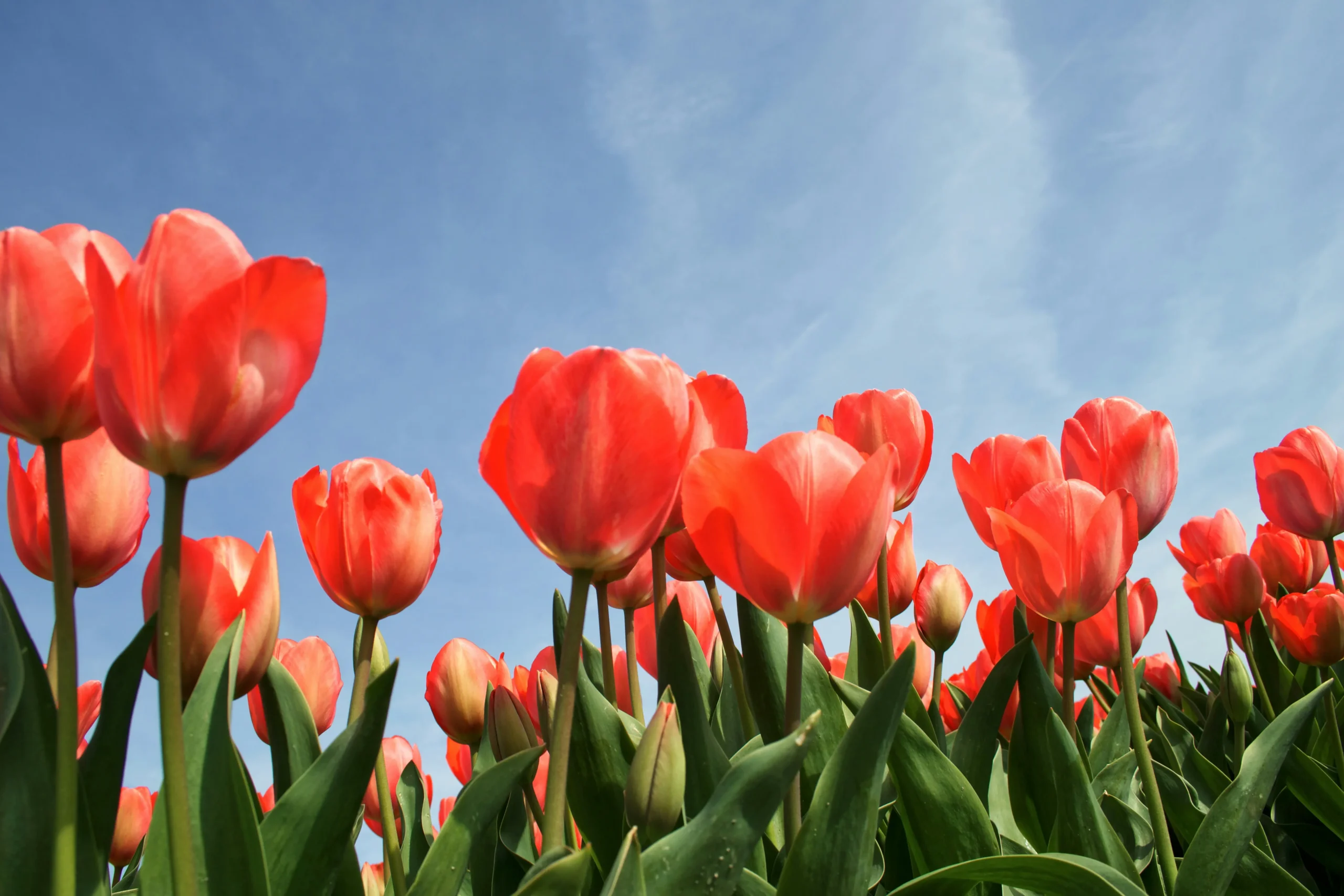 tulipany w ogrodzie