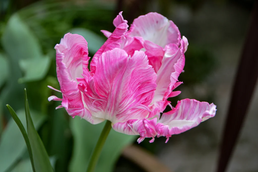 tulipany w ogrodzie