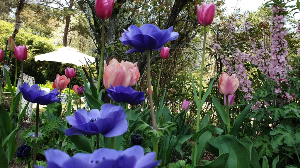 tulipany w ogrodzie